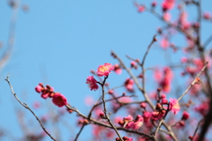 今日は上天気梅の花もイキイキ