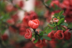 ボケの花・・沢山咲いて賑やか～庭