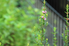 我が家の盆花・・お盆には間に合わない(';')
