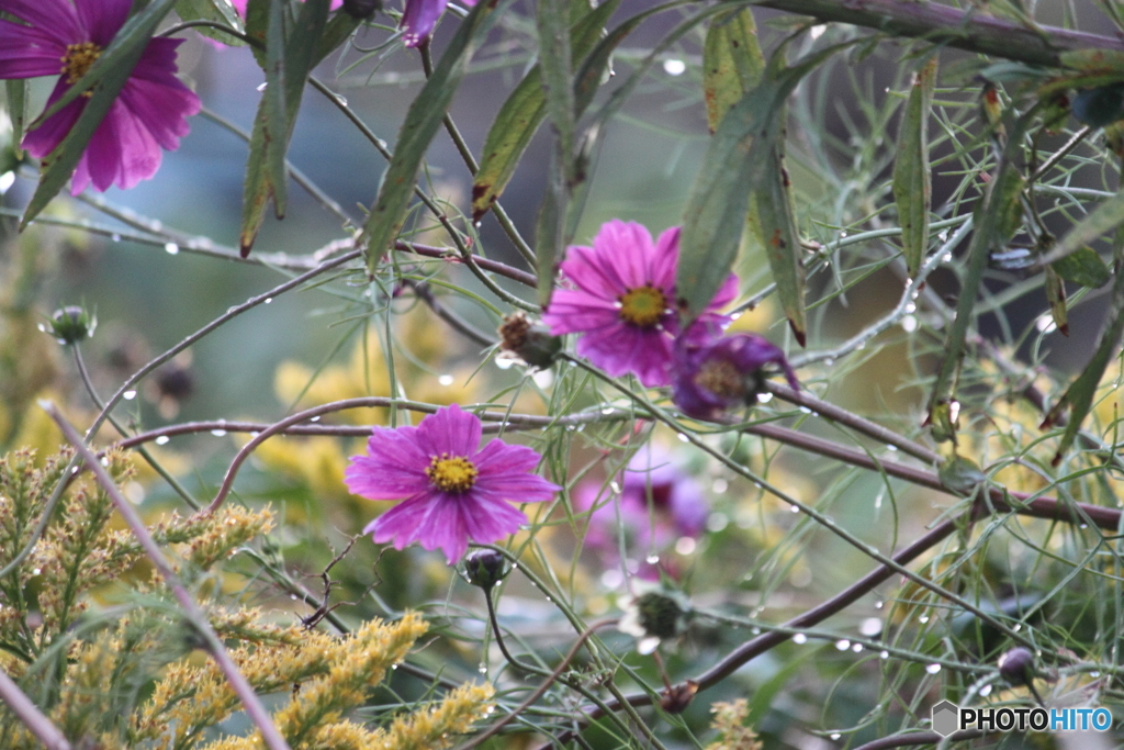 雨にも負けず強いコスモスの花