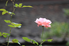 庭に一輪の薔薇　＾＾