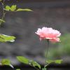 庭に一輪の薔薇　＾＾