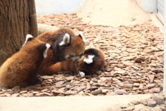 レッサーパンダ双子とお母さん^^