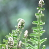 コゴミ・・草ソテツ