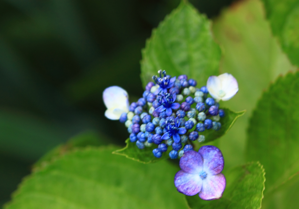 庭の額紫陽花が初咲　＾＾