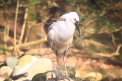 平鷺くん