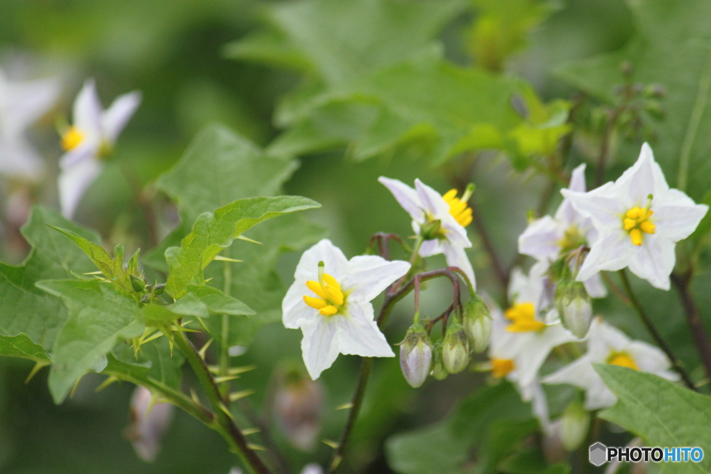 海岸近くの草花