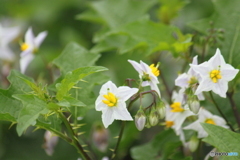 海岸近くの草花