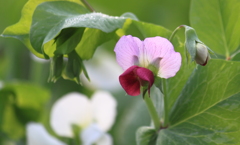 愛らしいエンドウの花