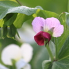 愛らしいエンドウの花