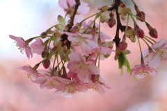 はるの宴　河津桜