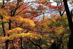 秋の呉羽山・・紅葉散策　２