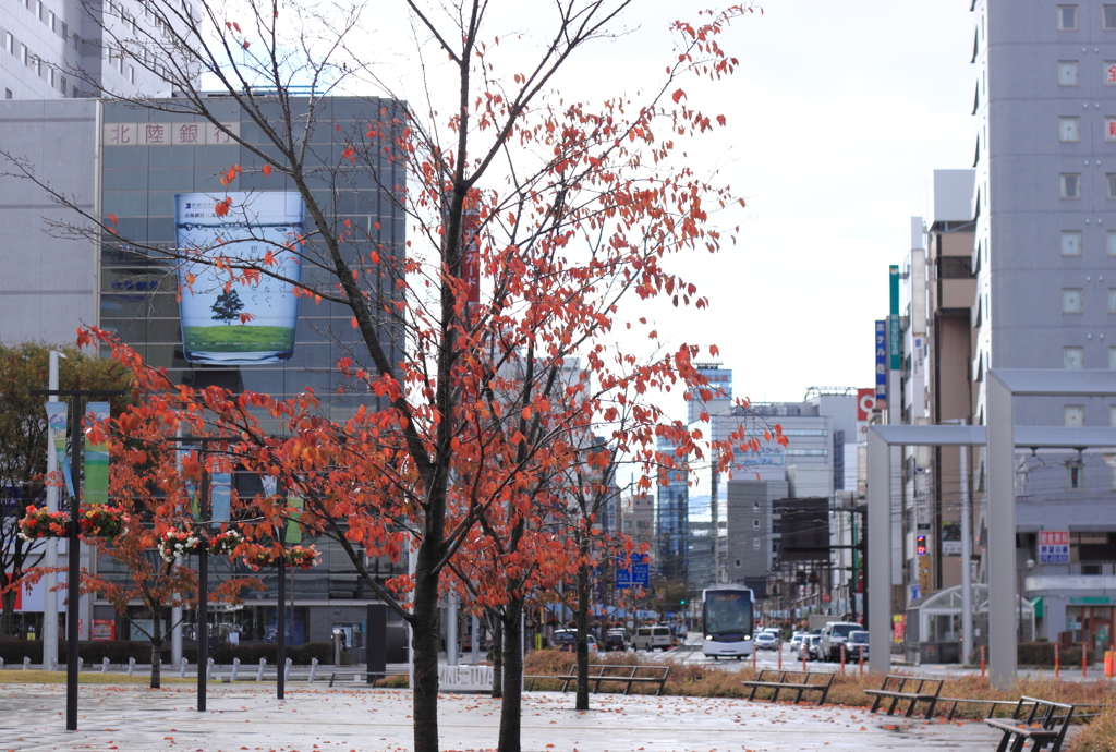 朝から雨・・でも紅葉が綺麗な駅前