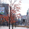 朝から雨・・でも紅葉が綺麗な駅前