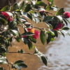 用水と山茶花