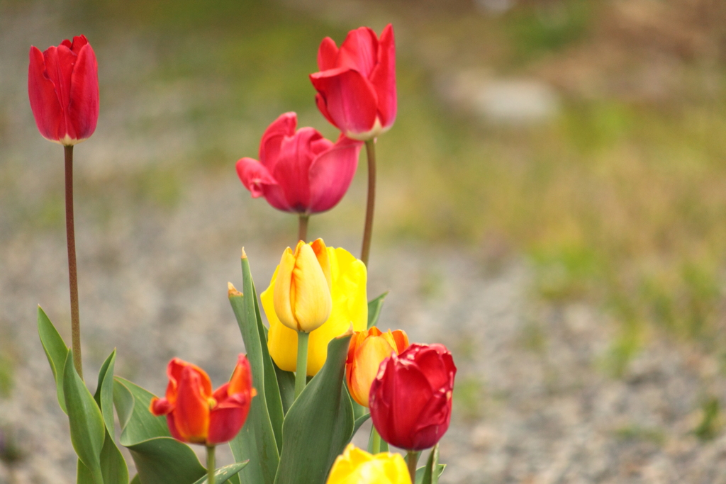 花言葉も色々チューリップの花