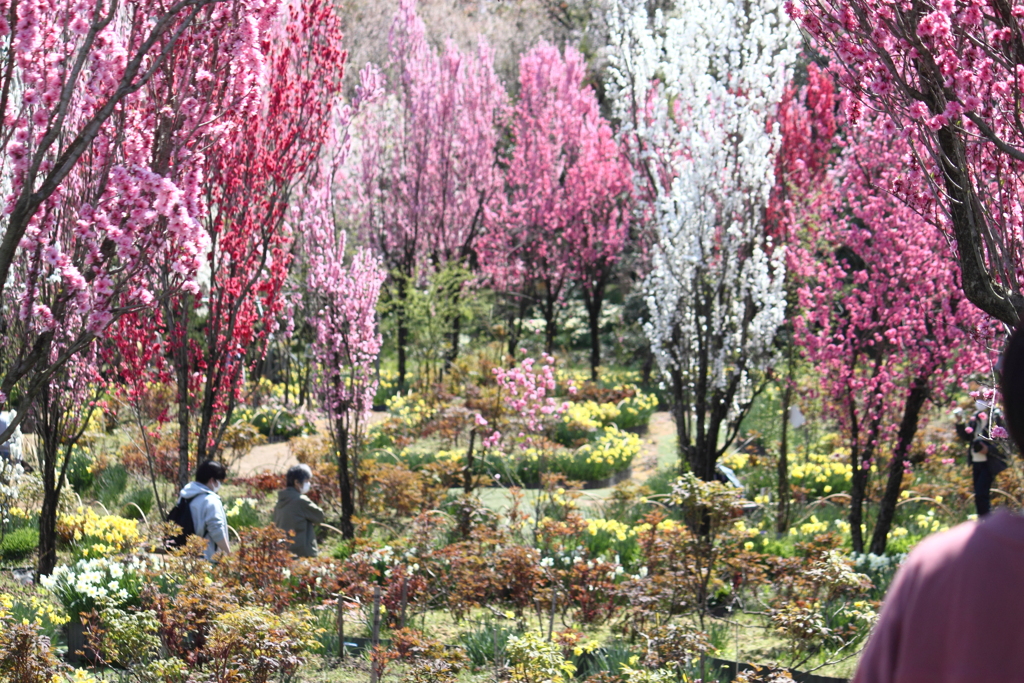 花の森　天神山ガーデン