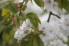 仙台枝垂れ桜