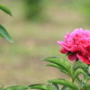 赤を見て元気をだしましょう・・芍薬より