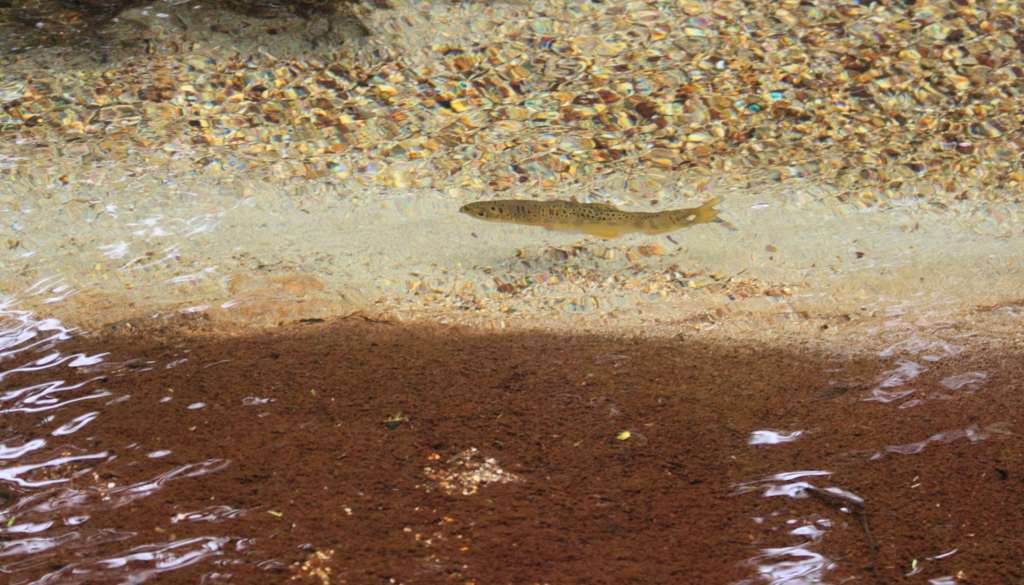 上高地田代池にお魚一匹発見