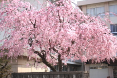 今年も見れて幸せ～枝垂れ桜