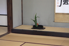 おもと・・（万年青）
