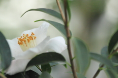 雲南省の白い椿が素敵
