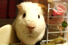 わらわないで～