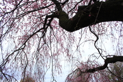老木枝垂れ桜