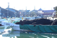 超忙しい新湊内川の朝