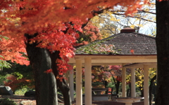 紅葉輝く公園の休憩所