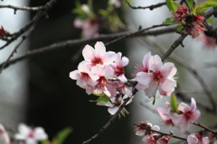 アーモンドの花