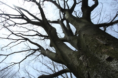 これから芽吹き