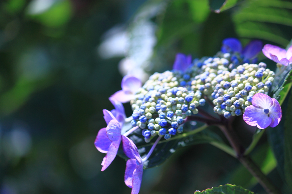 額紫陽花