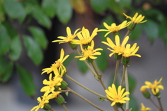 ツワブキ・・花言葉・・困難に負けないとも