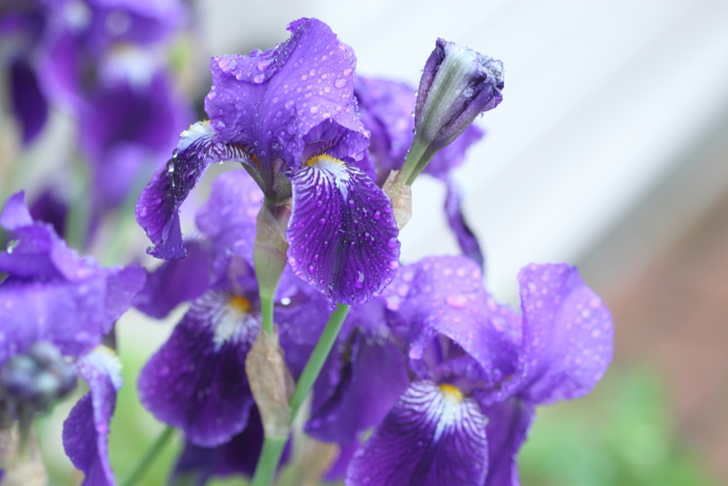 雨の中のイチハツ