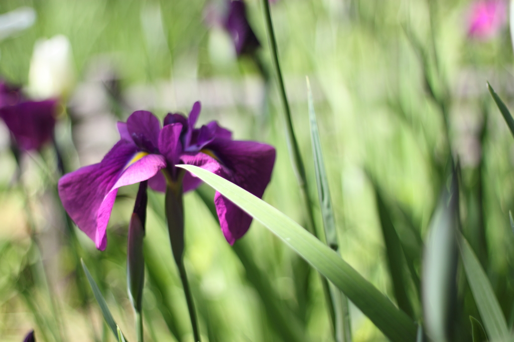 粋な花菖蒲　１