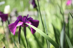 粋な花菖蒲　１