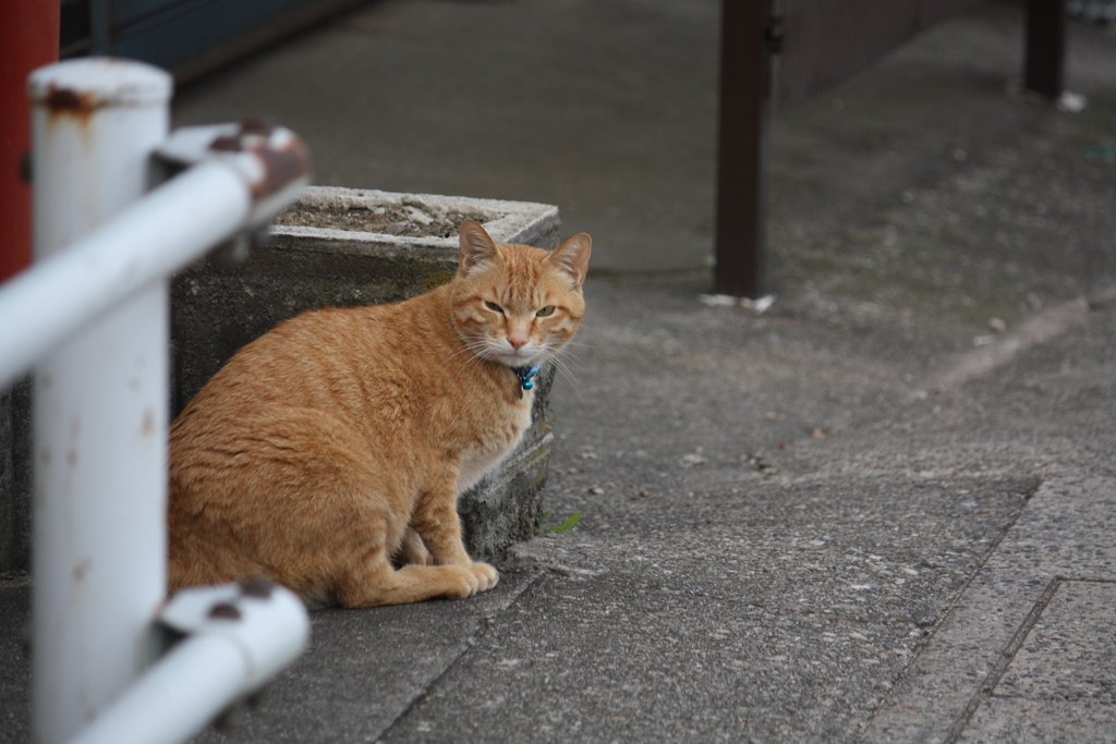 いぶかしげに見る猫ちゃん＾＾