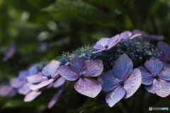 びみょうな色合いの紫陽花