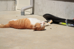 なでなでして～って・・甘えて見せる可愛い野良ちゃん(^'^)