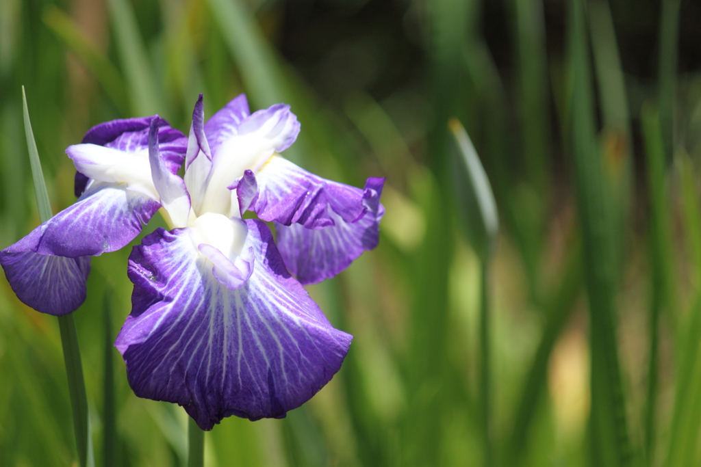 花菖蒲　１