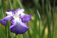 花菖蒲　１