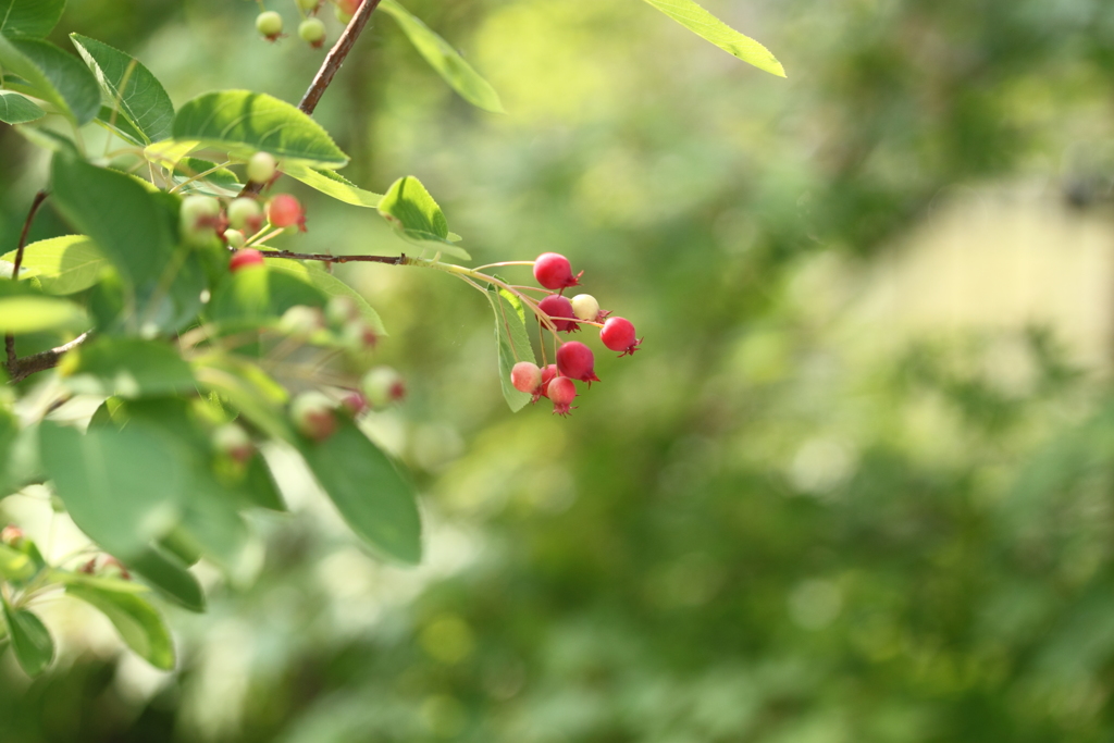 庭先のジュ―ンべリー