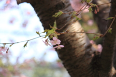 河津桜　散歩