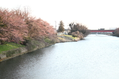 運河の桜