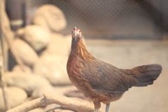 セキショウ野鶏