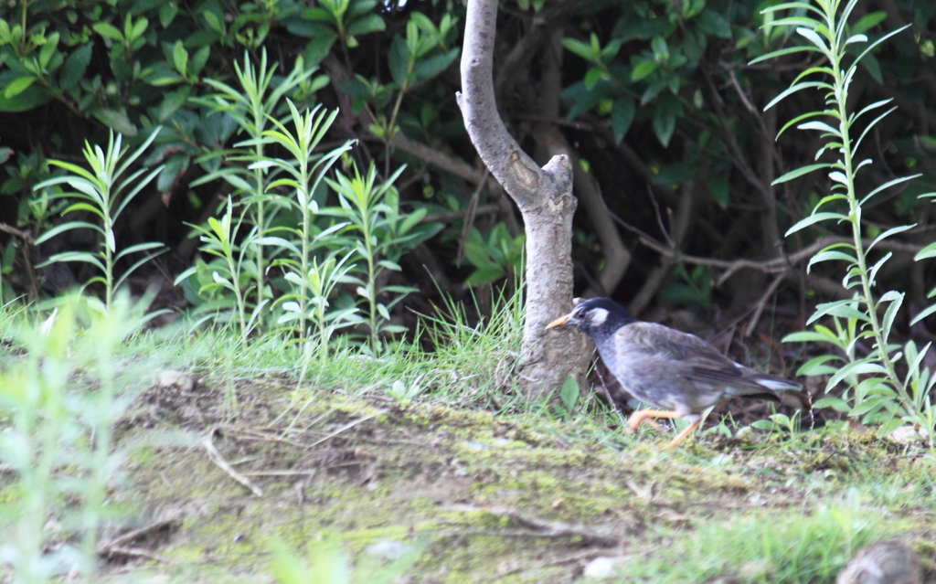 ムクドリの公園散歩