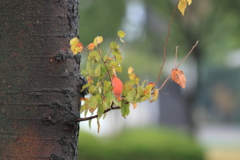 もはや晩秋を感じるさせる小さな紅葉