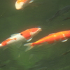 公園の池の鯉　２